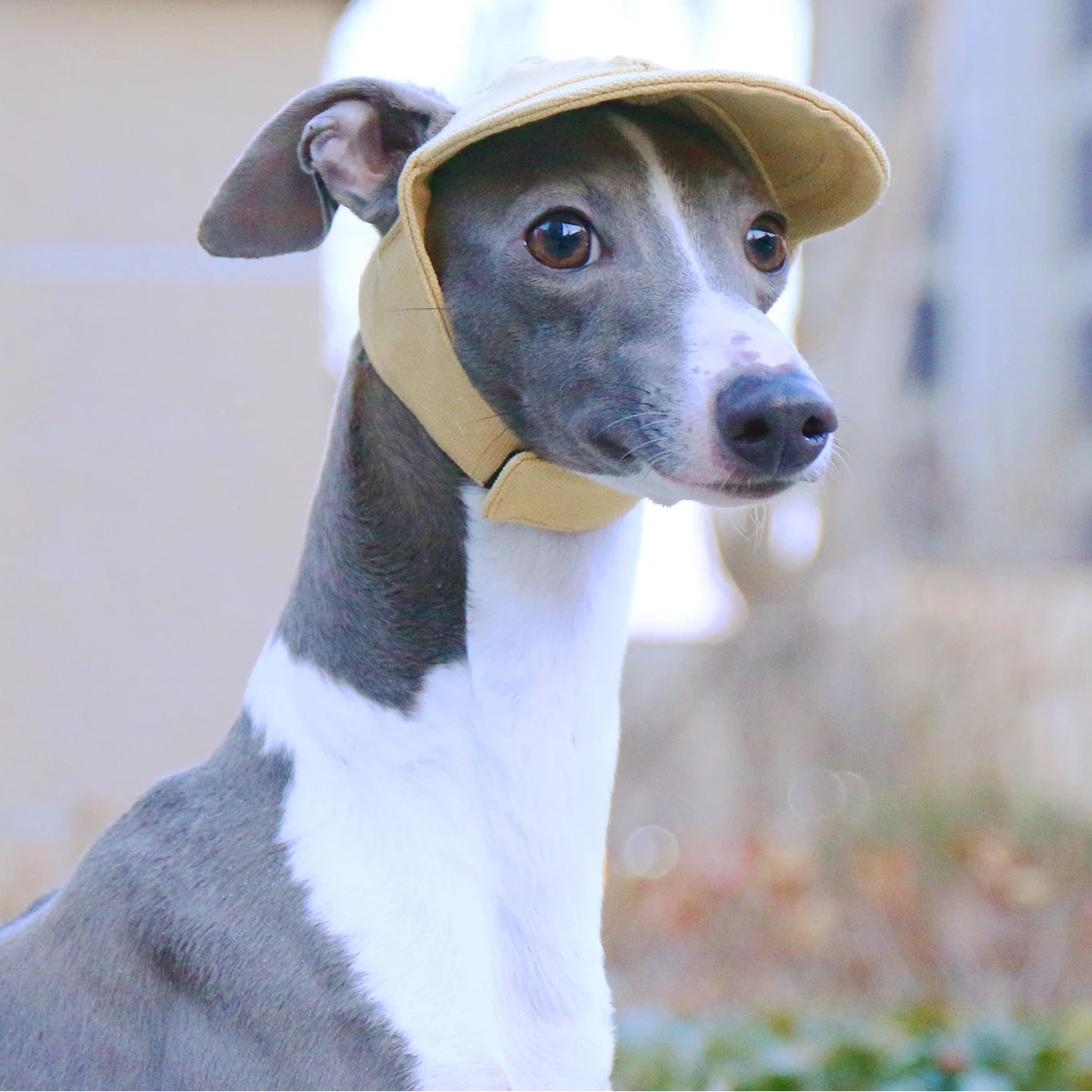 Breathable Baseball Cap for Greyhounds - Lightweight Summer Hat for Sighthounds