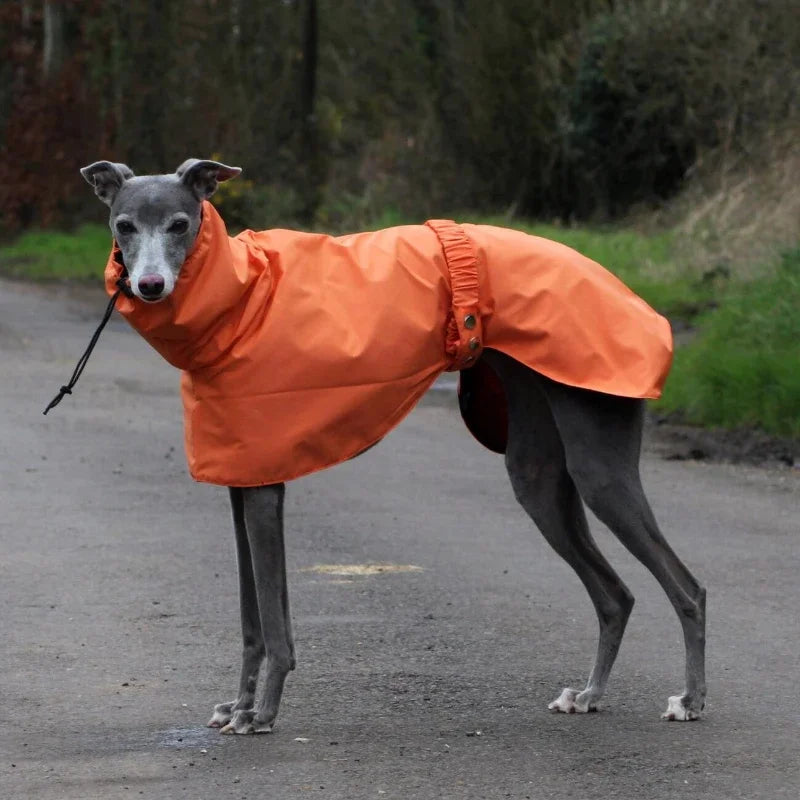 Luxury Waterproof Raincoat – Large Size Jacket for Greyhounds & Whippets