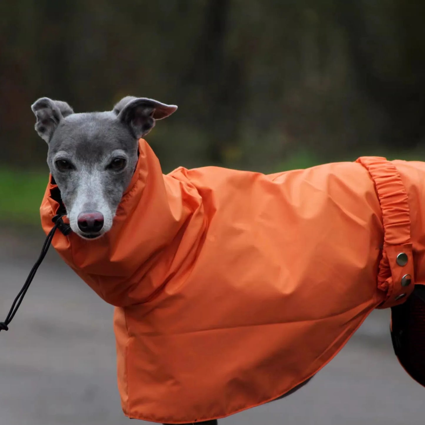 Adjustable Waterproof Raincoat for Greyhounds & Whippets