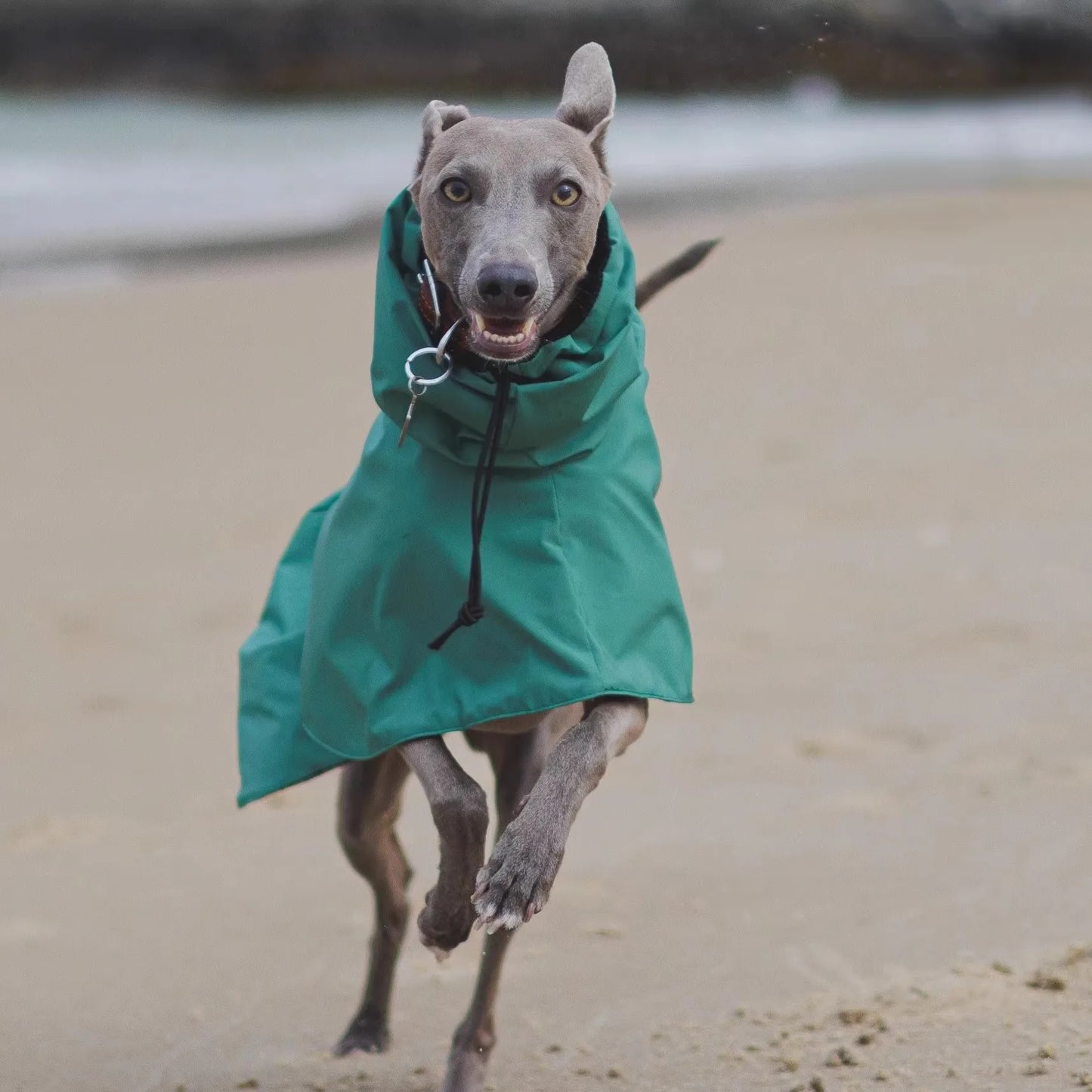 Adjustable Waterproof Raincoat for Greyhounds & Whippets